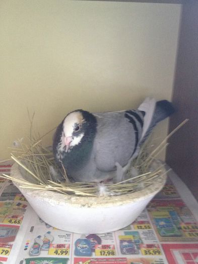 IMG_0291femela la datorie