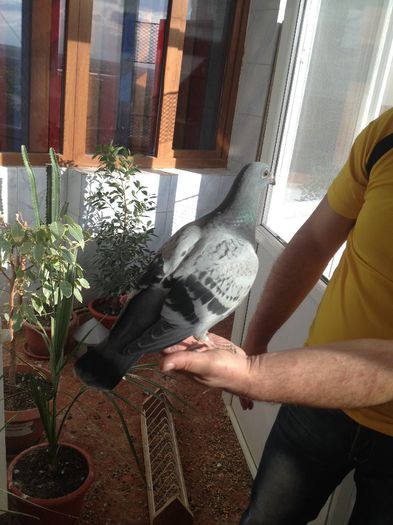 IMG_0309 - ionut targoviste