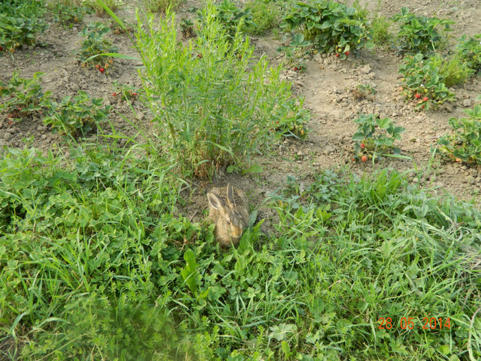 Picture 041 - Musafiri la noi in gradina