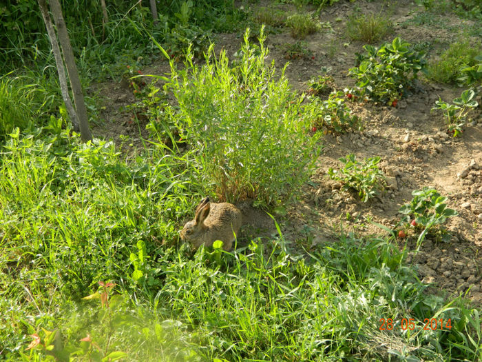 Picture 034 - Musafiri la noi in gradina