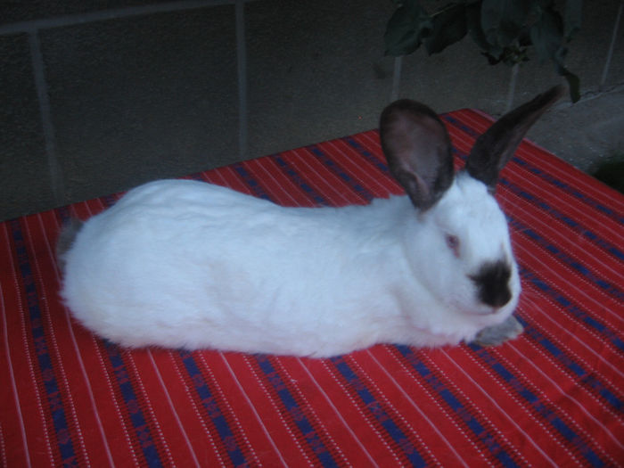 Transylvanian Giant Rabbit Female - 2014 - Femele Urias de Transilvania