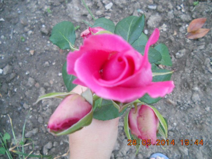 DSCN2954 - trandafiri
