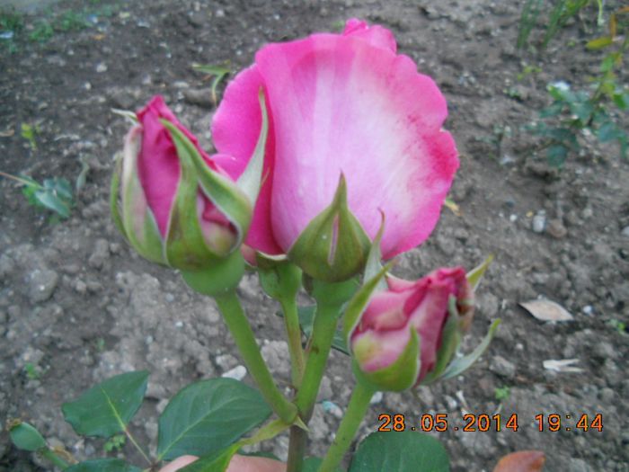 DSCN2953 - trandafiri
