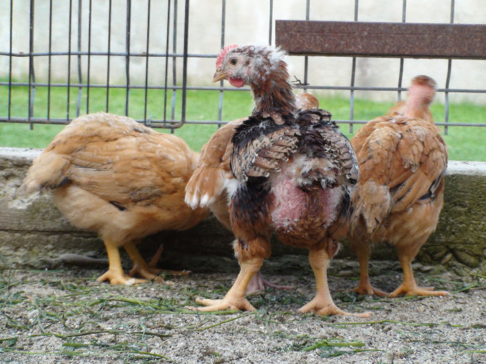 1,660kg la 39 de zile
