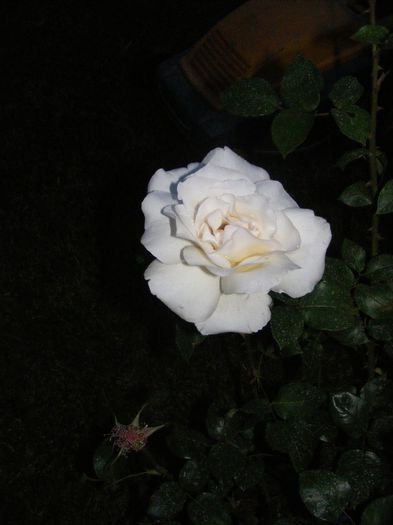 DSCF0507