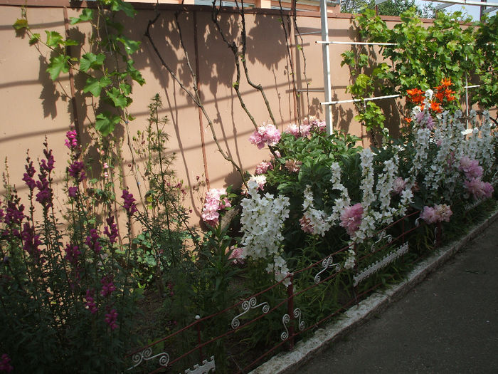 DSCF9266 - FLORI 2014