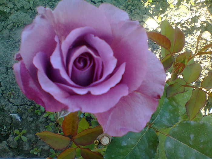 Fotografie1266 - gradina 2014 trandafiri