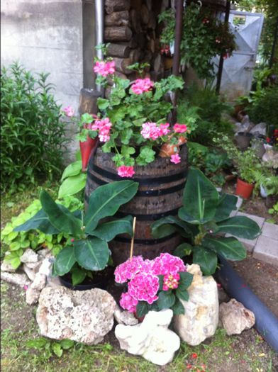 image - Flori de gradina 2014