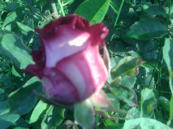 Fotografie1110 - roze2014