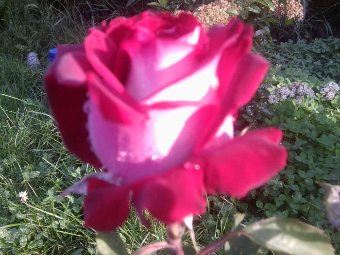 Fotografie1111 - roze2014