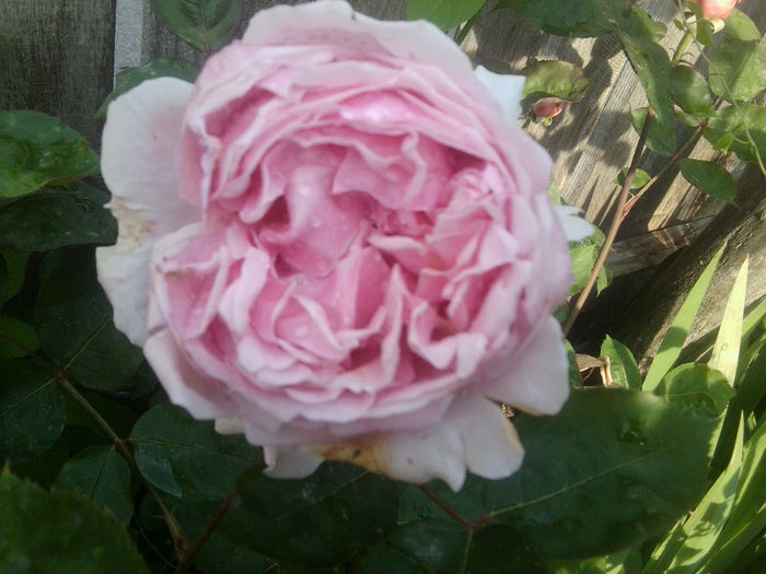 Fotografie1113 - roze2014