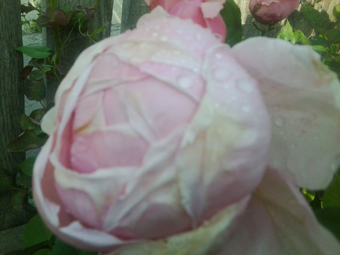 Fotografie1114 - roze2014