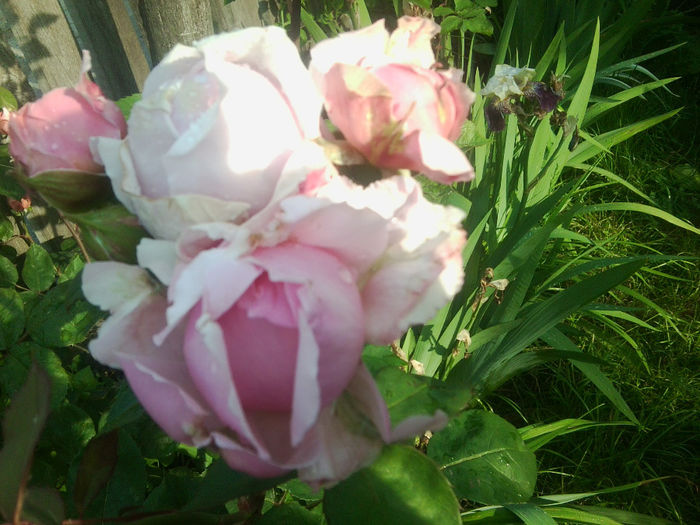 Fotografie1115 - roze2014