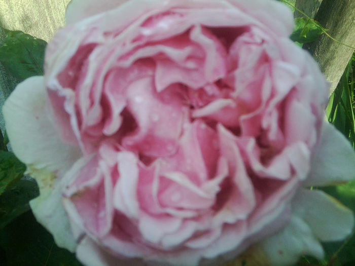 Fotografie1116 - roze2014