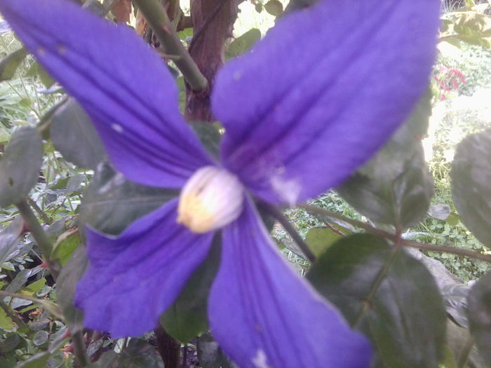 Fotografie1118 - roze2014