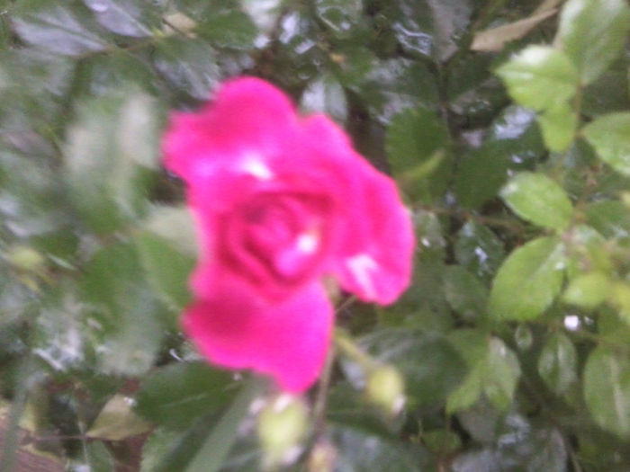 Fotografie1009 - roze2014