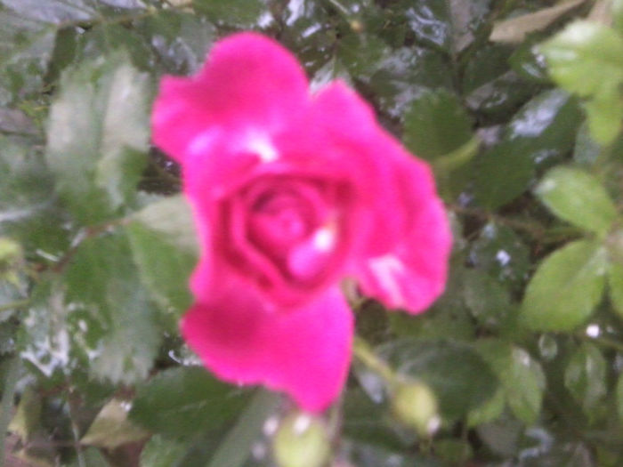 Fotografie1010 - roze2014