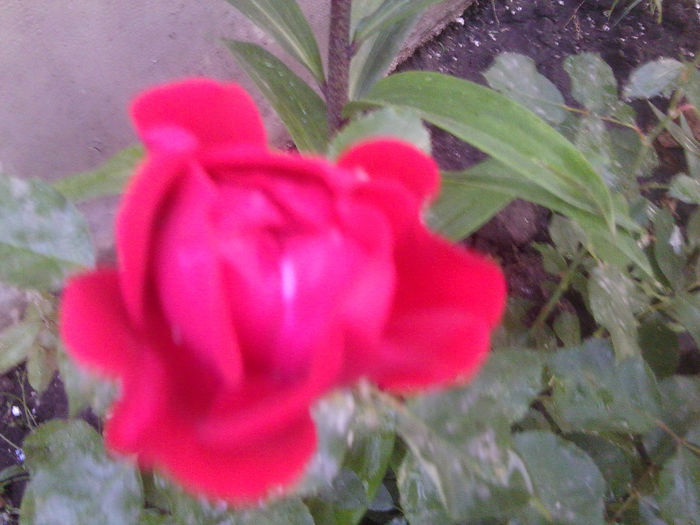 Fotografie1011 - roze2014