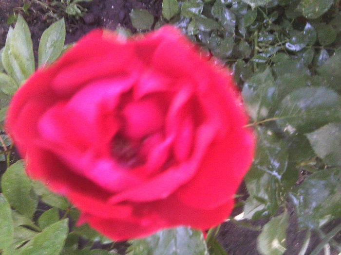 Fotografie1012 - roze2014