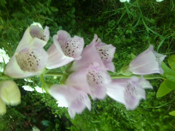 Fotografie1033 - flori de gradina2014