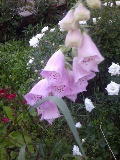 Fotografie1034 - flori de gradina2014