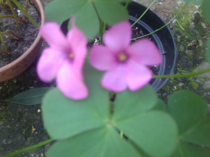 Fotografie1090 - flori de gradina2014