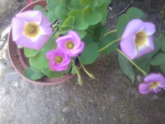 Fotografie1091 - flori de gradina2014