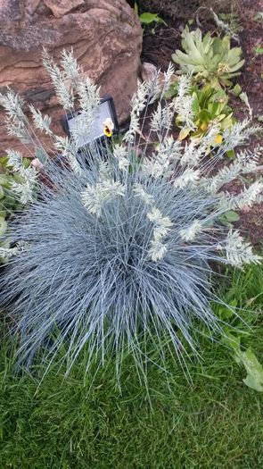 Festuca_glauca_elijah_blue - flori de gradina 2014