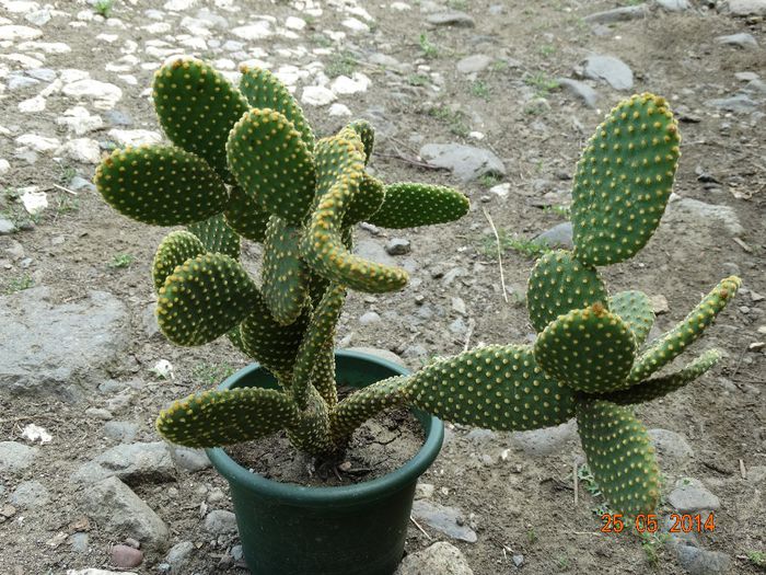 DSC03822 - Cactusi  si suculente 2014
