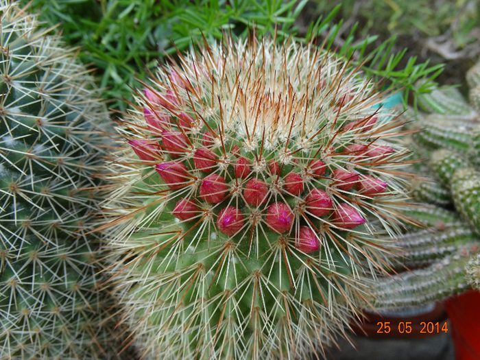 DSC03830 - Cactusi  si suculente 2014