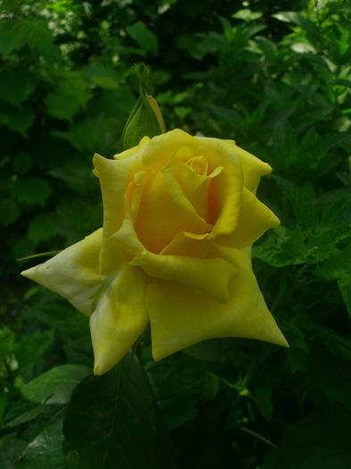 golden delight - TRANDAFIRI 2014 II