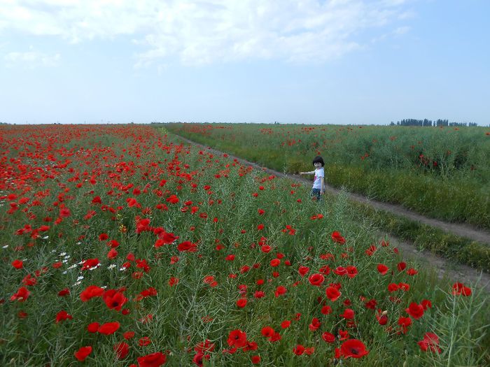 in drum spre tara, mii de maci... - yyy 2014 gradina mea