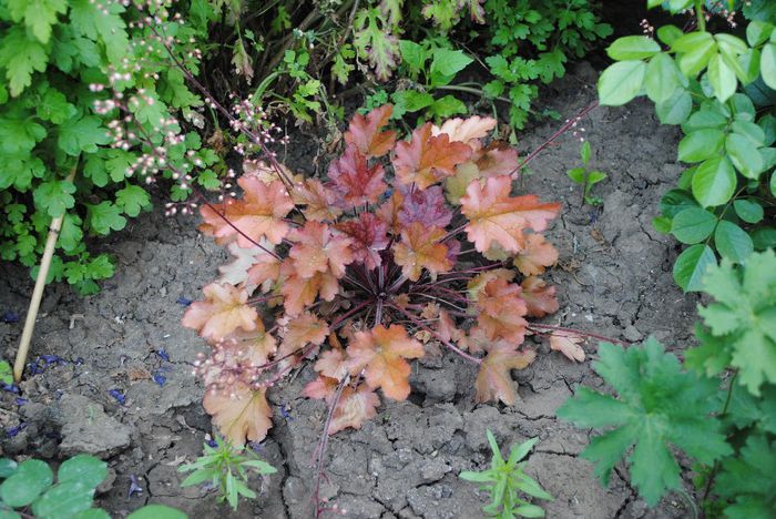 heuchera peach flambe - yyy 2014 gradina mea