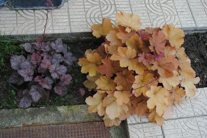 heuchera rave on si caramel - yyy 2014 gradina mea