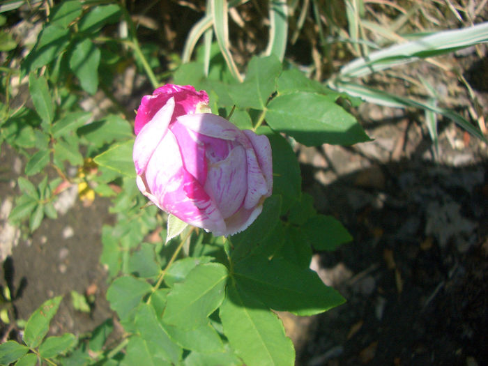CIMG9537