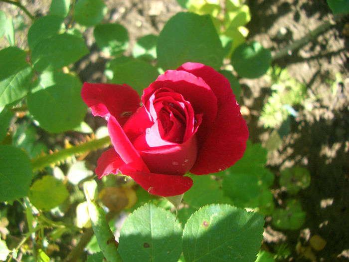 'Tess of the D'Urbervilles' • AUSmove; Shrub.  English Rose Collection.  Bred by David Austin (United Kingdom, before 1997).
