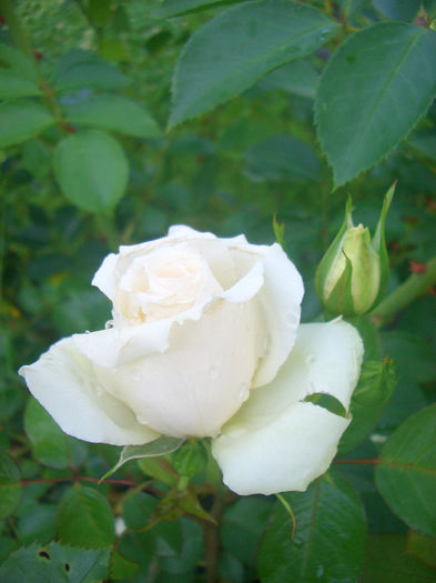 'Princess of Wales' • HARdinkum • Princesse de Galles; Floribunda.  Bred by Harkness (United Kingdom, 1997).
