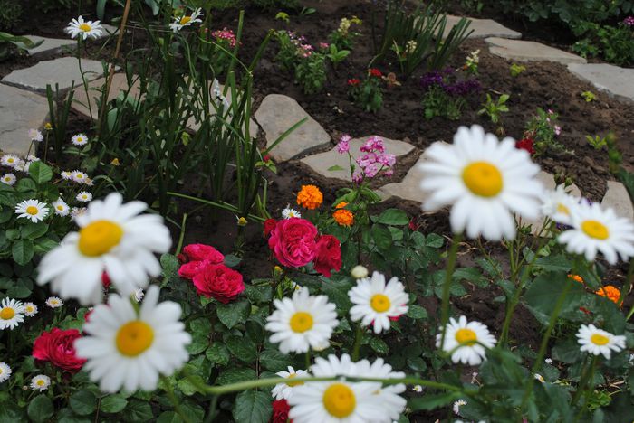 gradina 26 mai - yyy 2014 gradina mea