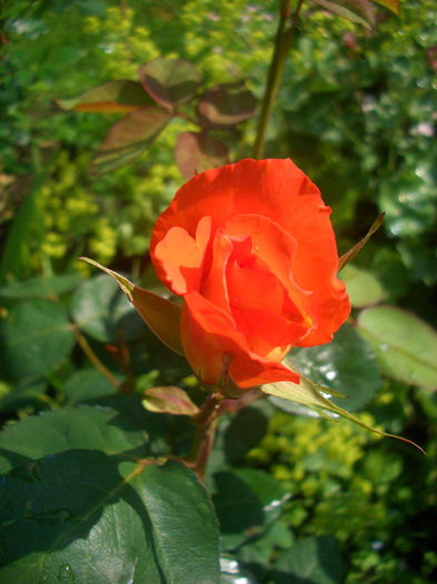 'France Libre ®' • DELjaunor • Summer Sunset; Hybrid Tea.  Couture Collection.  Bred by Delbard-Chabert (France, 1981).

