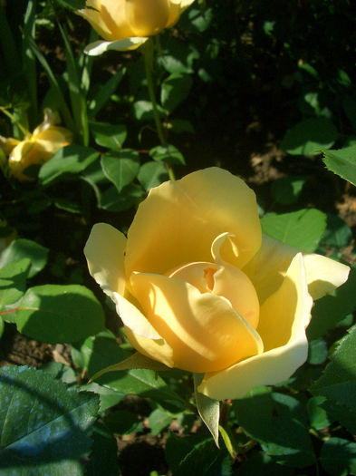 'Jude the Obscure' • AUSjo • N22B89; Shrub.  English Rose Collection.  Bred by David Austin (United Kingdom, 1989).
