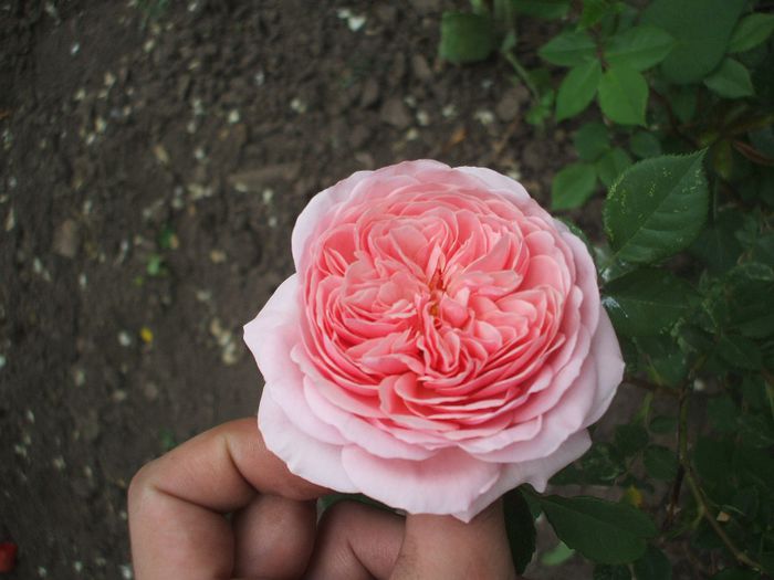 abraham d. - trandafiri englezesti