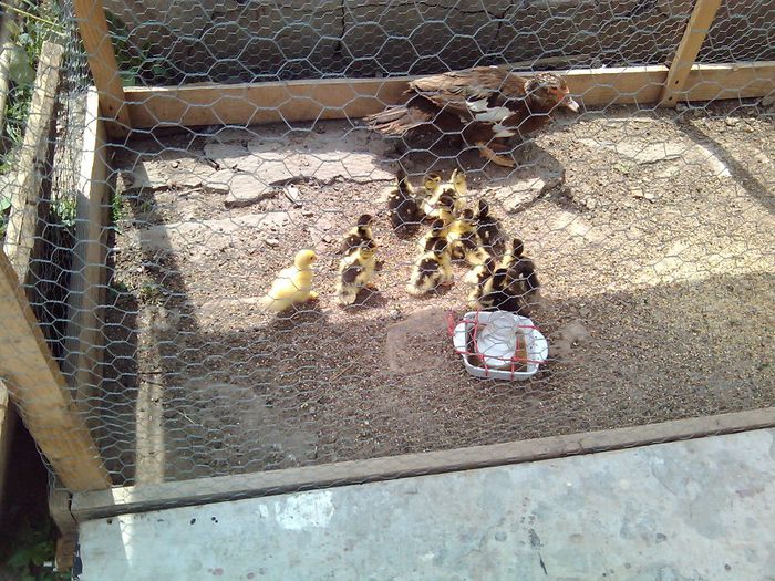 14 boboci scosi de Laura,ratusca maro; Frumusete la superlativ
