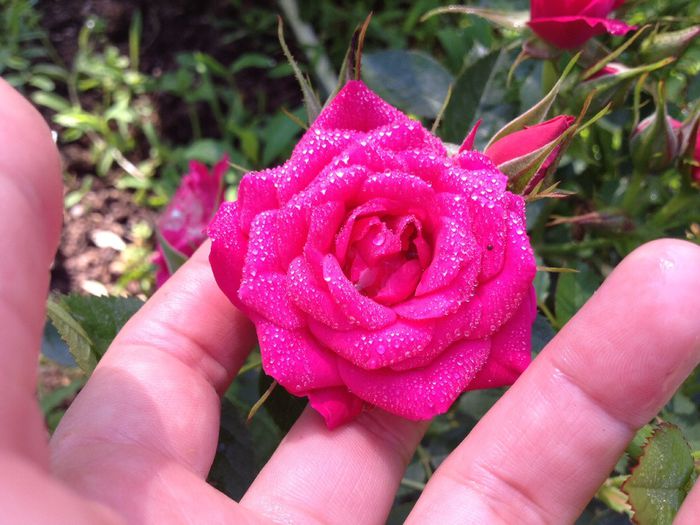 image - Flori - 2014