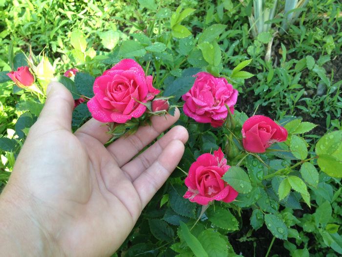 Mini rosa - Flori - 2014