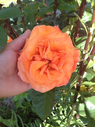 image - Flori - 2014