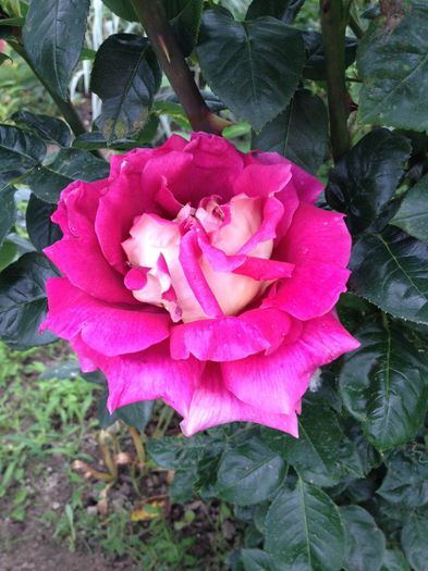 image - Flori - 2014