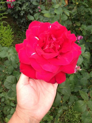 image - Flori - 2014