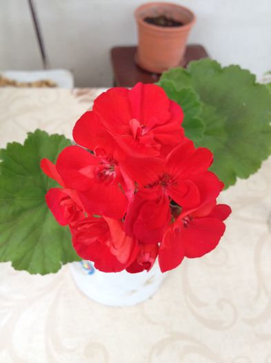 image - Flori - 2014