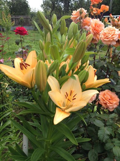 image - Flori - 2014