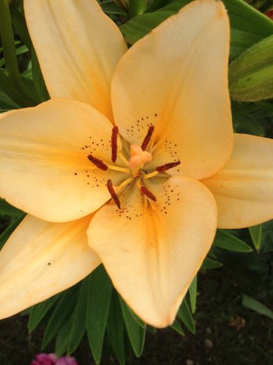 image - Flori - 2014